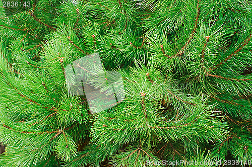 Image of The branches of pine trees as a backdrop