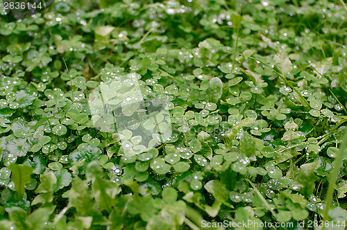 Image of Clover leaves in rain drops