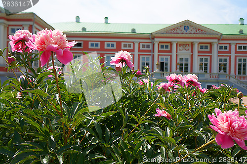Image of Peonies front of the palace (Kuskovo Estate near Moscow)