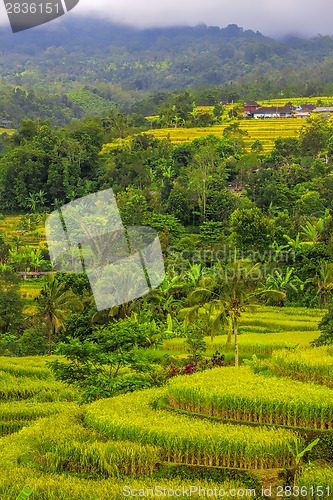 Image of Rice Terrace