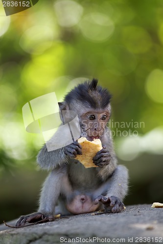 Image of Long-tailed Macaque Monkey