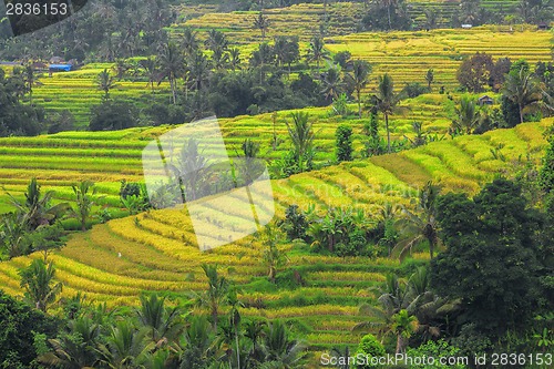 Image of Rice Terrace