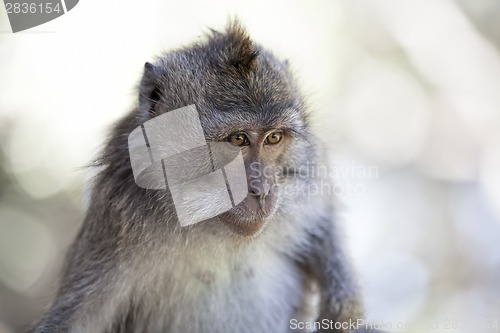 Image of Long-tailed Macaque Monkey