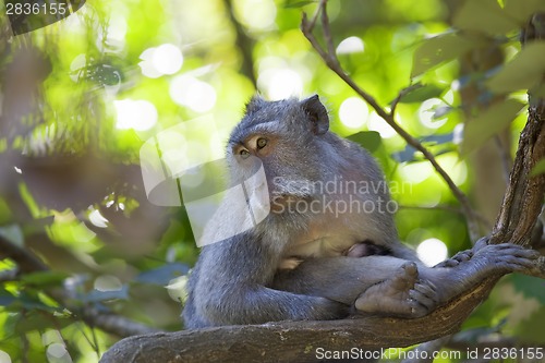 Image of Long-tailed Macaque Monkey