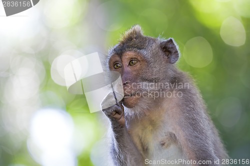 Image of Long-tailed Macaque Monkey