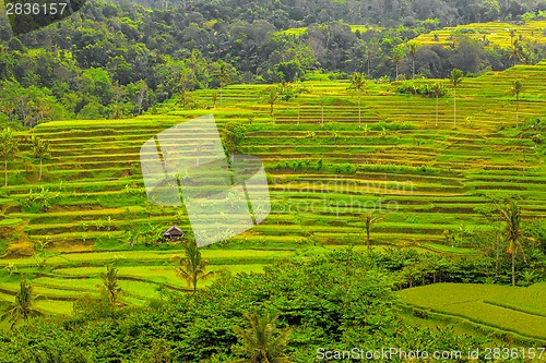 Image of Rice Terrace