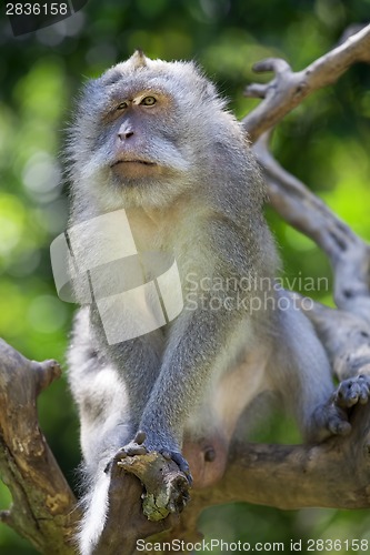 Image of Long-tailed Macaque Monkey