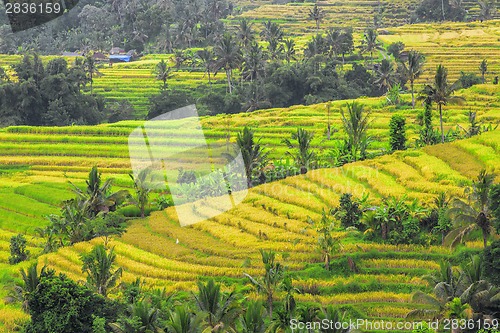 Image of Rice Terrace