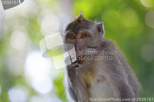 Image of Long-tailed Macaque Monkey