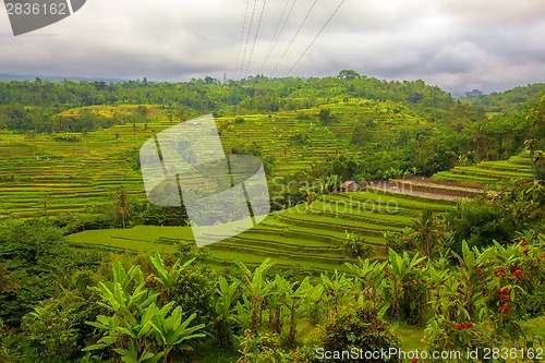 Image of Rice Terrace