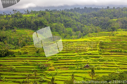 Image of Rice Terrace