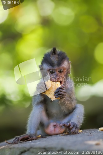 Image of Long-tailed Macaque Monkey