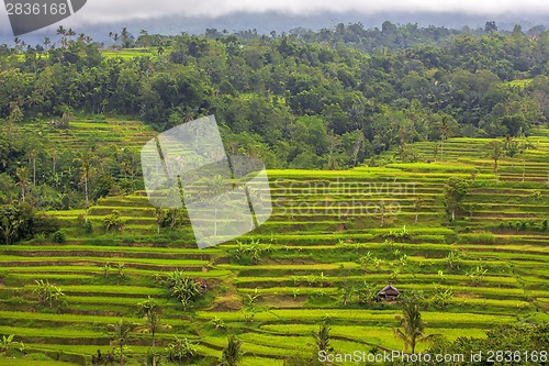 Image of Rice Terrace