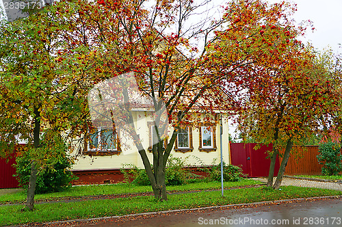 Image of Rowan bushes in front of the yellow house in the Russian village
