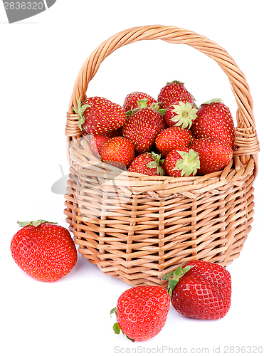 Image of Forest Strawberries