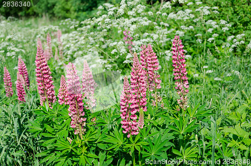 Image of beautiful pink lupine on green summer meadow 