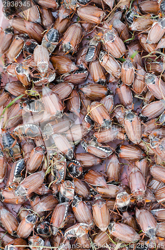 Image of big pile of brown cockchafer chafer 
