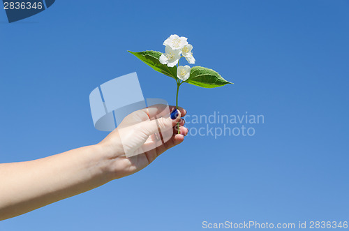 Image of jasmine twig in female hand on blue sky background 