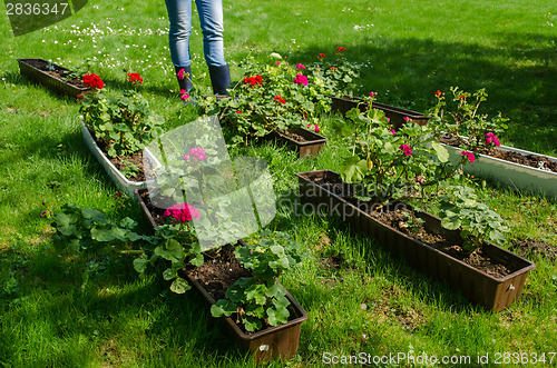 Image of pelargonium pots garden meadow and gardener boots  