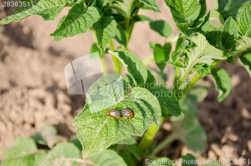 Image of two striped colorado beetles on potato plant leaf 