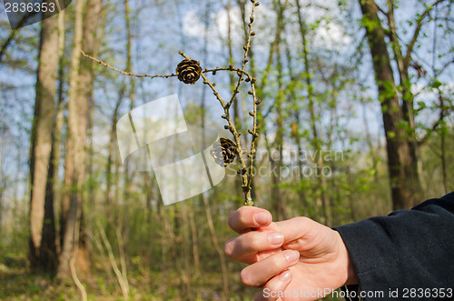 Image of woman holds in hand dry pine branch with cones 