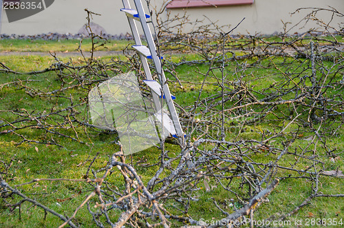 Image of ladder stand between cut dry branches, garden work 