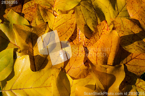 Image of background of bright yellow wet tuliptree leaves  