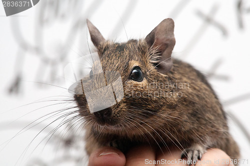 Image of degu pet