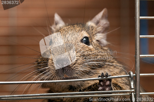 Image of degu pet