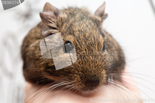 Image of degu pet