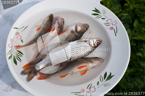 Image of small raw fish