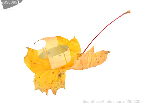 Image of Yellow maple-leaf