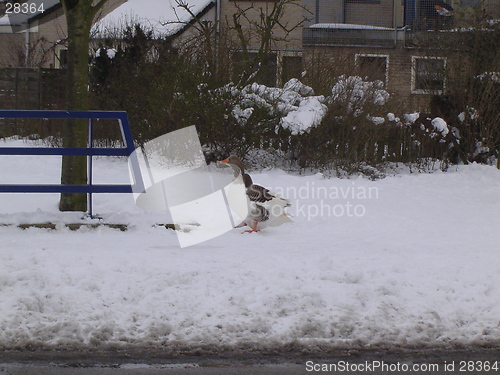 Image of Winter Goose 1