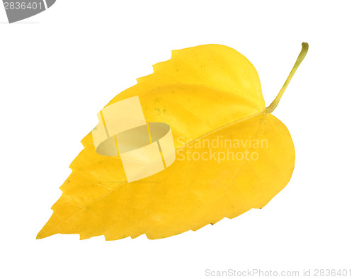 Image of Yellow leaf