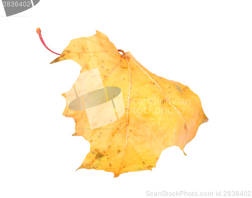 Image of Yellow maple-leaf