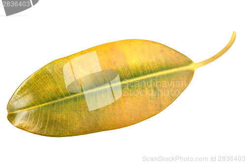 Image of Yellow-green leaf of pipal
