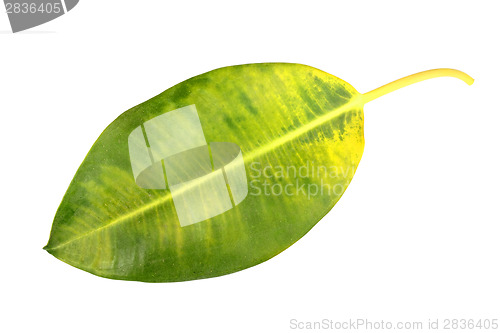 Image of Yellow-green leaf of pipal