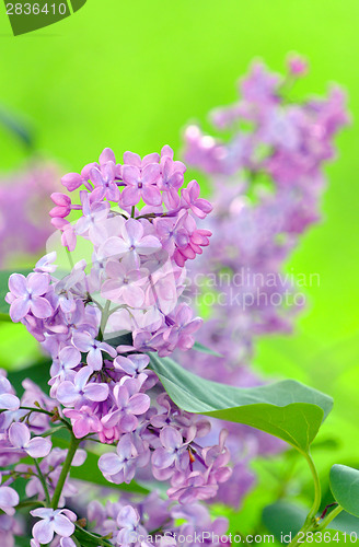 Image of lilac flowers