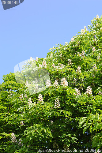 Image of chestnut tree