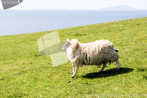 Image of Lamb running quickly over a green field