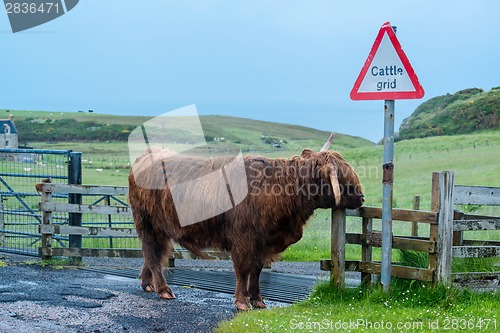 Image of Scottish Highland Cattle