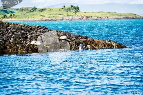 Image of Sea Lions or Seals