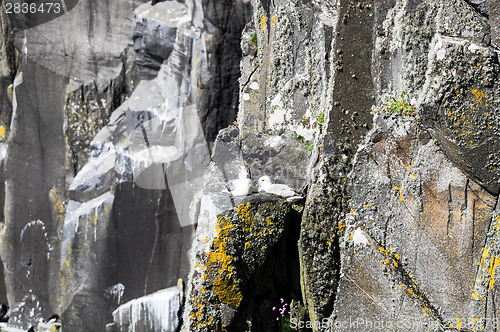 Image of A pair of seagulls in their nest