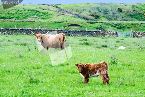Image of Scottish Highland Cattle
