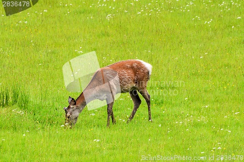 Image of Young stag feeding