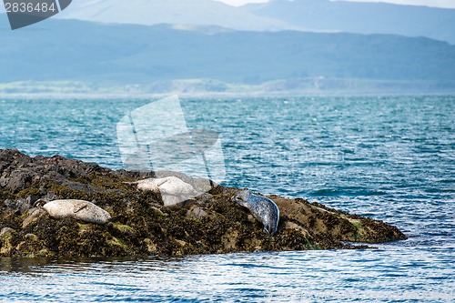 Image of Sea Lions or Seals