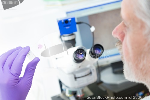 Image of Senior scientist  microscoping in lab.