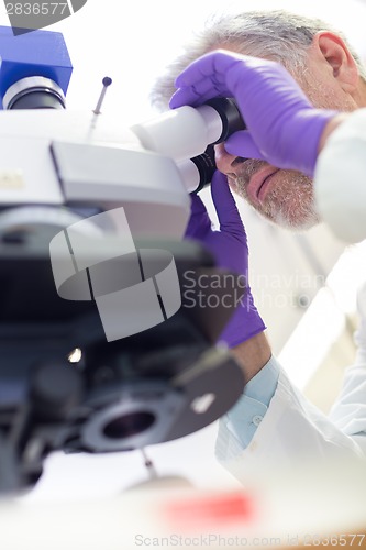 Image of Senior scientist  microscoping in lab.