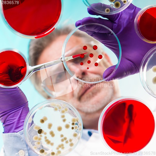 Image of Senior life science researcher grafting bacteria.