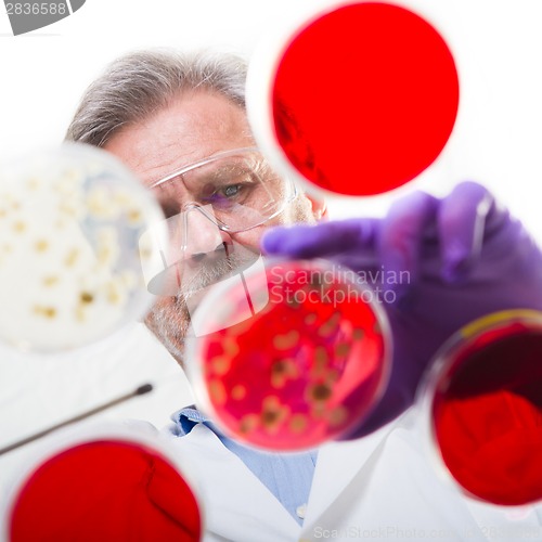 Image of Senior life science researcher grafting bacteria.